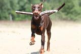 DOBERMANN 819